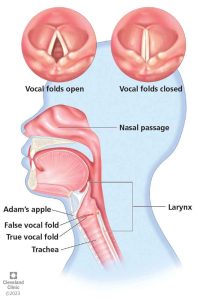 MICROLARYNGEAL SURGERY SURGERY